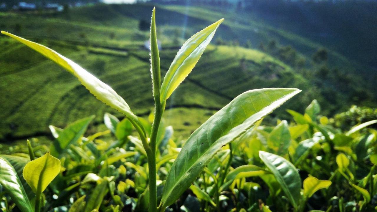 Green Paradise Ella Luaran gambar