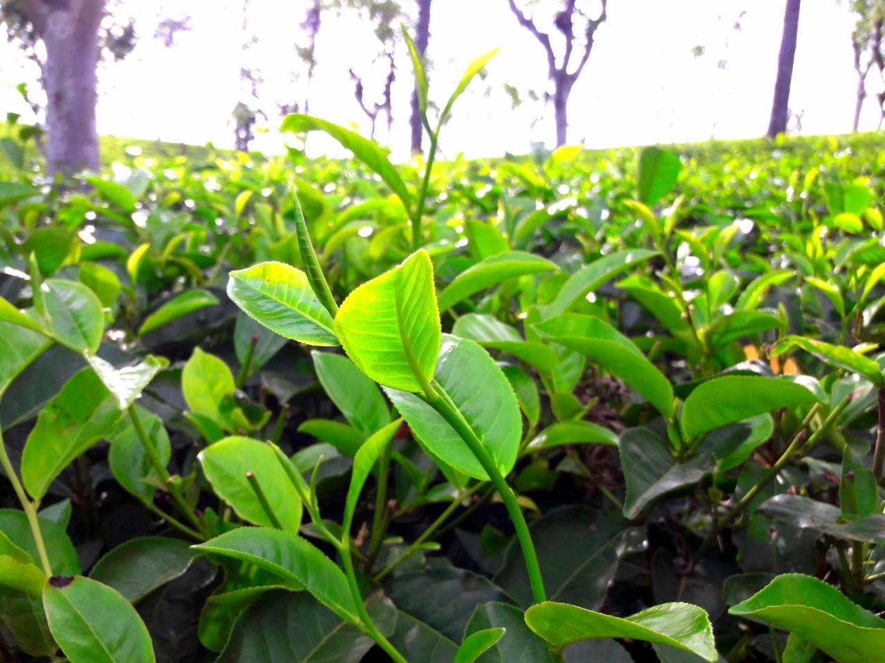 Green Paradise Ella Luaran gambar